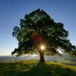 tree & sunrise