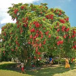 houailou_super_letchis_tree