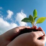 seedling lifting to God